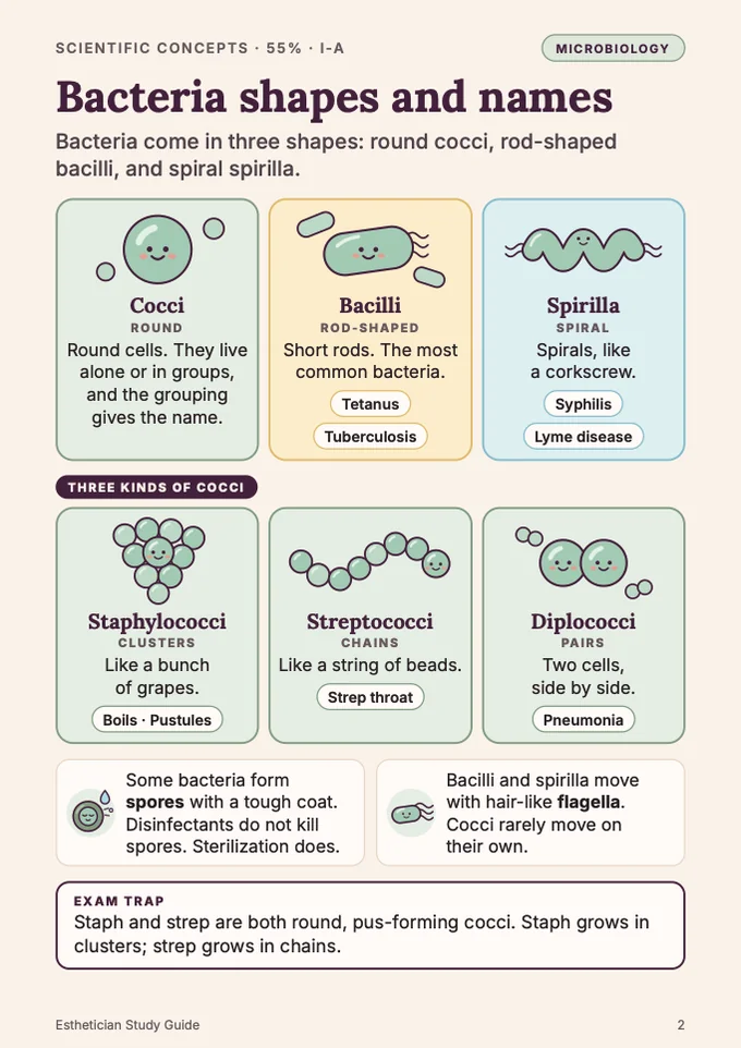 Book 1, page 2: Bacteria shapes and names