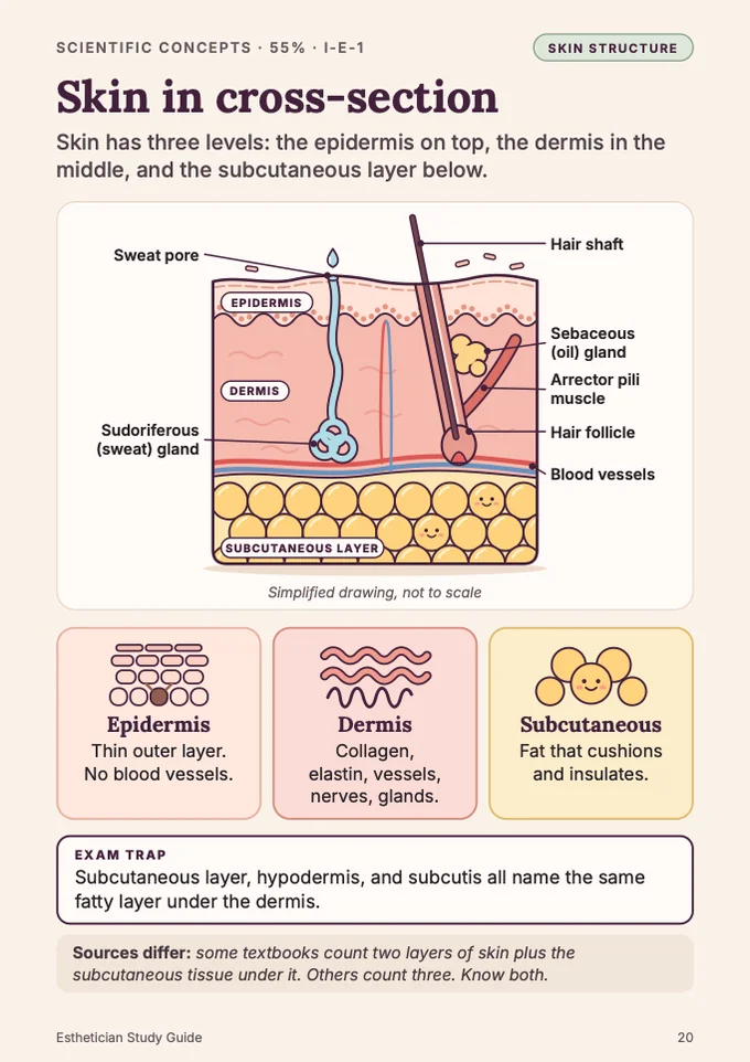 Book 1, page 20: Skin in cross-section